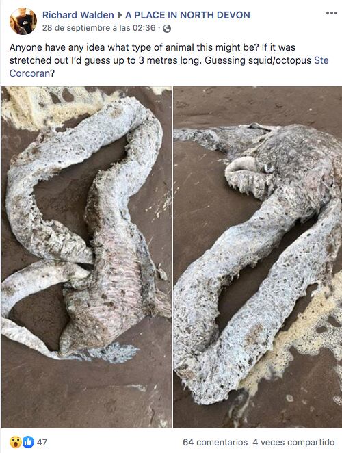 Descubren una monstruosa criatura de tres metros en Inglaterra. (Facebook)