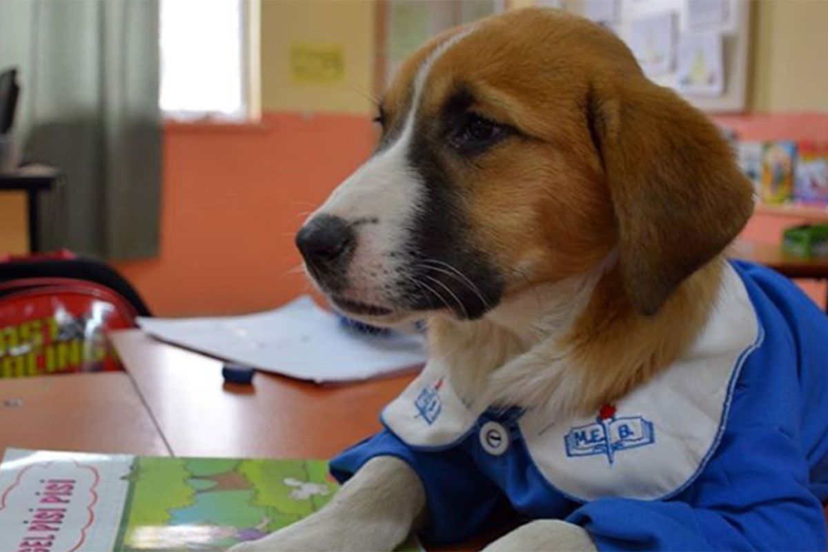 Findik es el nombre de este noble perrito que fue salvado por autoridades de una escuela. | Foto: @nimetsoydan62