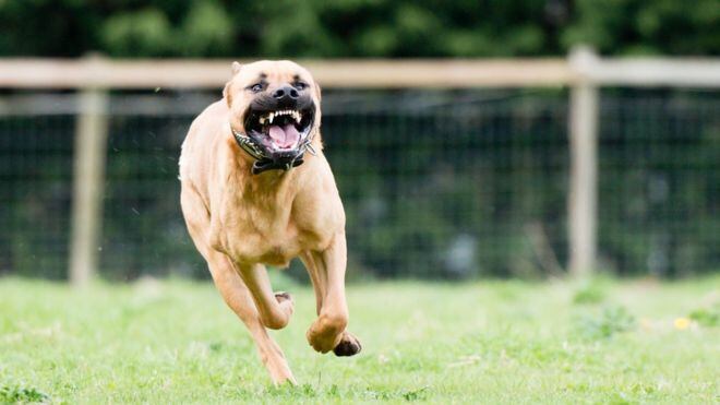En Estados Unidos hay casi 5 millones de casos de mordedura de perro al año (Foto: pixabay)